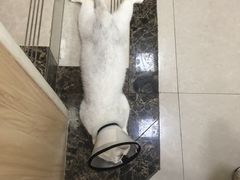-瑞鹏宠物医院