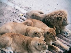 -大连森林动物园