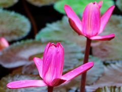 -国家植物园南园