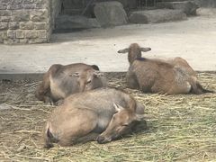 -上方山森林动物世界