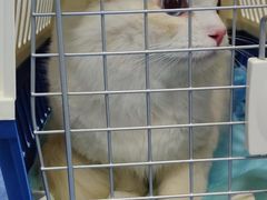 -爱诺耐芙动物医院(万博店)