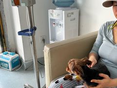 -汪喵宠物医院·骨科心脏影像·犬猫急重症ICU诊疗中心(成华分院)