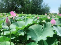-大湾区中央湿地公园