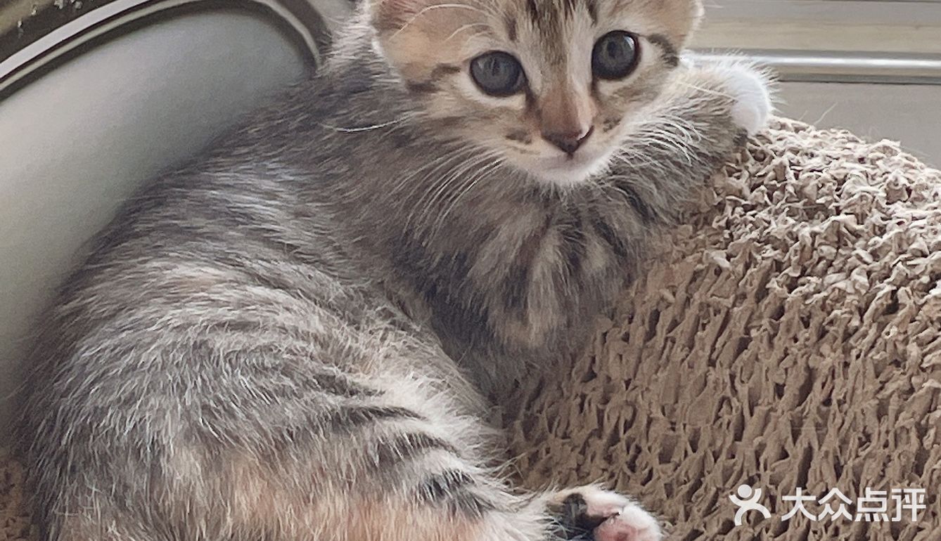 免费领养暹罗猫和橘猫串串小奶猫