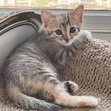 免费领养暹罗猫和橘猫串串小奶猫