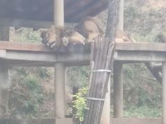 -石家庄市动物园