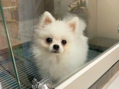 -唐小姐の私宠·宠物洗护美容·撸猫馆·购宠(周浦万达旗舰店)