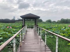 -苏州金鸡湖大酒店