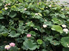 -荷塘月色湿地公园·向阳花洲