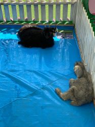 -萌宠亲子动物乐园(槐房万达店)