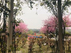 -秀丽东方