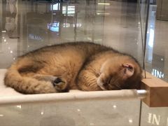 -momokira米努特·德文卷毛猫·棉花面纱犬