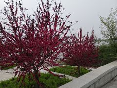 -天津东丽湖风景区