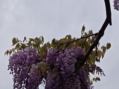 -嘉定紫藤园