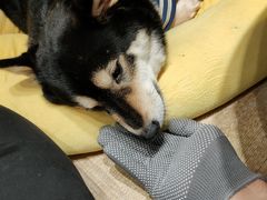 -逗柴咖啡屋·狗咖猫咖宠物桌游