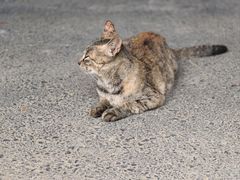 -合肥滨湖国家森林公园
