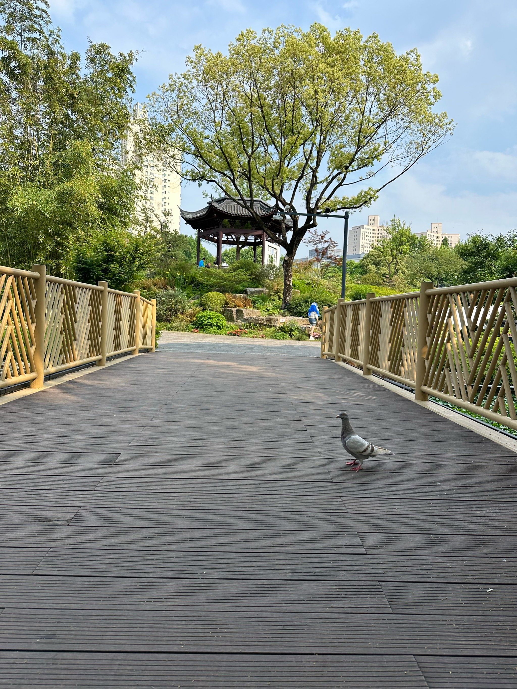 喂鸽子🕊️的快乐在📍和平公园