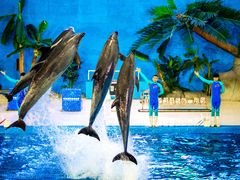 -泉城欧乐堡海洋极地世界