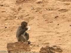 -石家庄市动物园