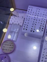 -花师傅专业手穿耳洞打耳洞穿孔
