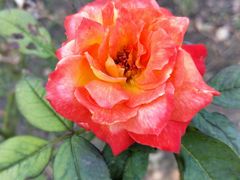 -华莱士·炸鸡汉堡(红枫广场店)