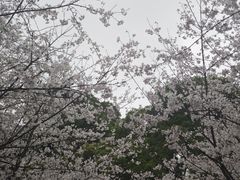 -南山植物园