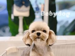 -BABYDOG宝贝狗宠物乐园(欧洲城店)