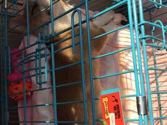 -翊宠yipet猫狗购宠庄园犬舍•猫舍