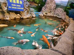 -合肥海洋世界
