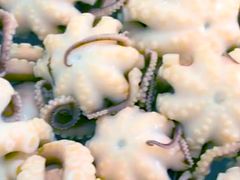 -铭聚章鱼土笋冻(松柏店)