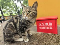 -西园寺素食(西园弄戒幢律寺店)