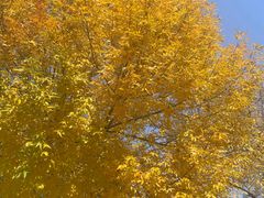 -亮亮拉面(师范路店)