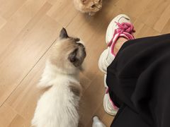 -唐小姐の私宠·宠物洗护美容·撸猫馆·购宠(周浦万达旗舰店)