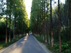 -昆山城市生态森林公园