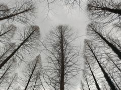 -黄海国家森林公园