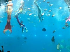 -瑞德姆美人鱼海底演艺主题餐厅(亚龙湾店)