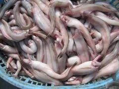 龙头鱼-杭州登云路农贸市场(胜月院店)