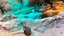 -酷嗒动物文化乐园(cutezoo西溪乐天城店)