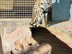 -西霞口神雕山野生动物世界