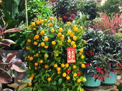 -朝来春花卉市场