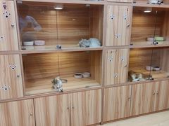 -猫十亿·布偶金渐层·曼基康矮脚猫舍(青年路店)