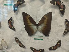 -辛玛王国游乐园