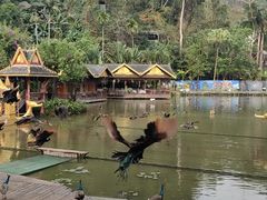 -西双版纳原始森林公园