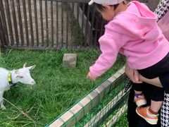 -田园东方蜜桃村的田野营地