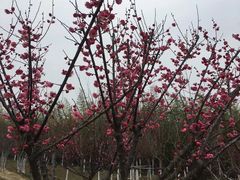 -武汉紫薇都市田园