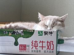 -MOYOYO猫咪咖啡店