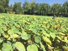 潇湘曾府养生园(清河店)-潇湘甲鱼村(清河店)