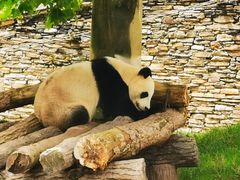 -卧龙中华大熊猫苑神树坪基地