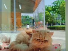 -飞行喵MR PILOT|猫舍·猫咖(静安大融城店)