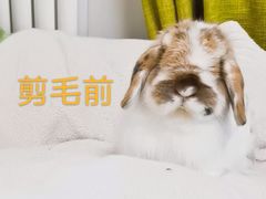-宠物兔专门店(天丰利市场店)